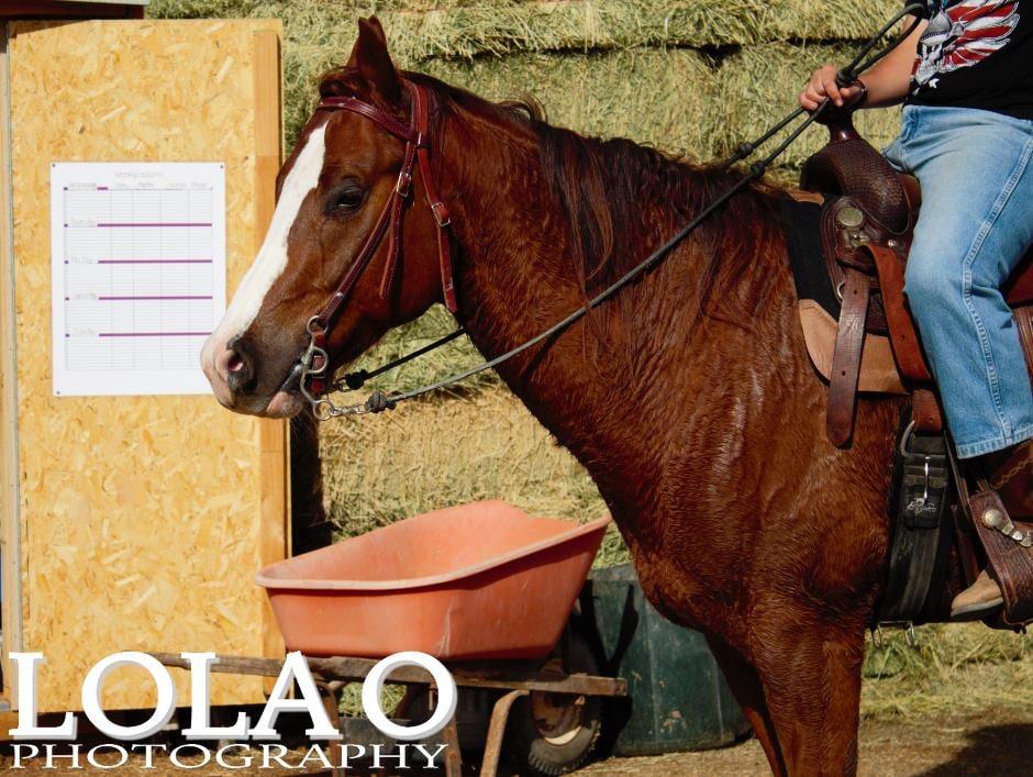 Hope Horse Ranch - Image 1