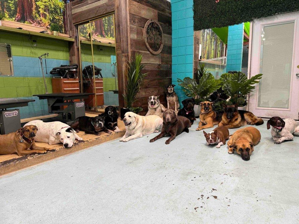 Dog Over Breed - Image 1