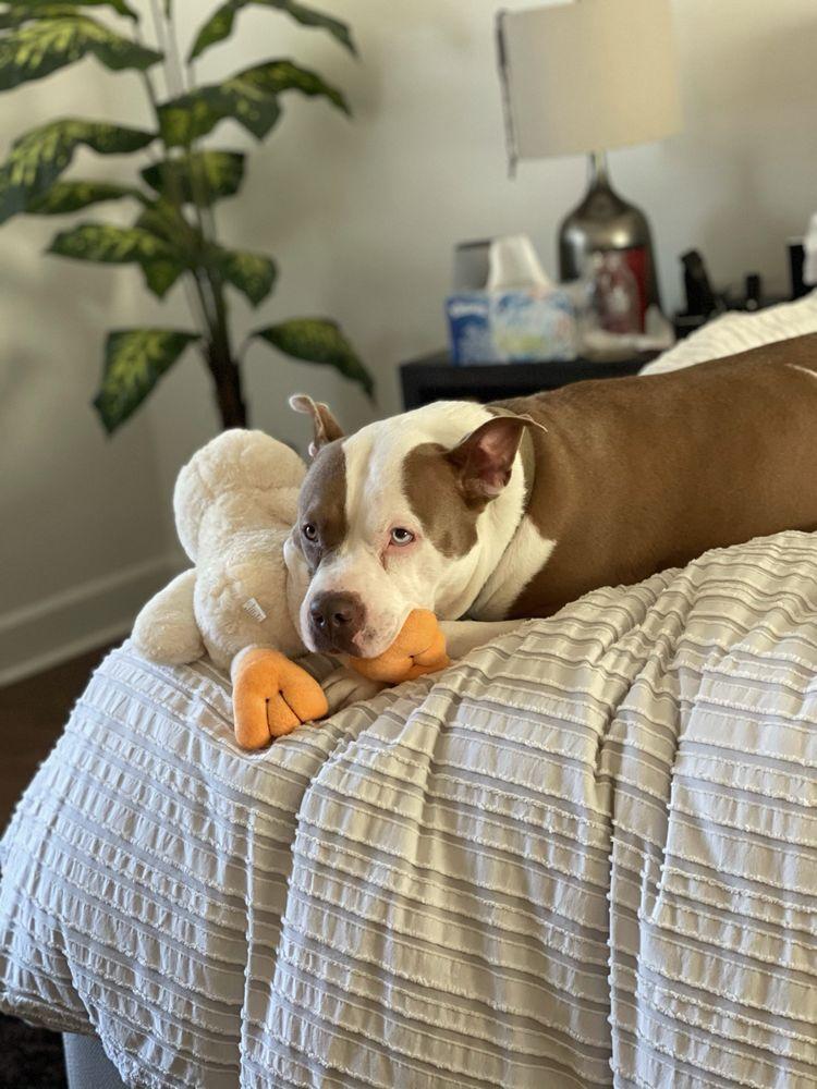 Home Pet Doctor - Image 1