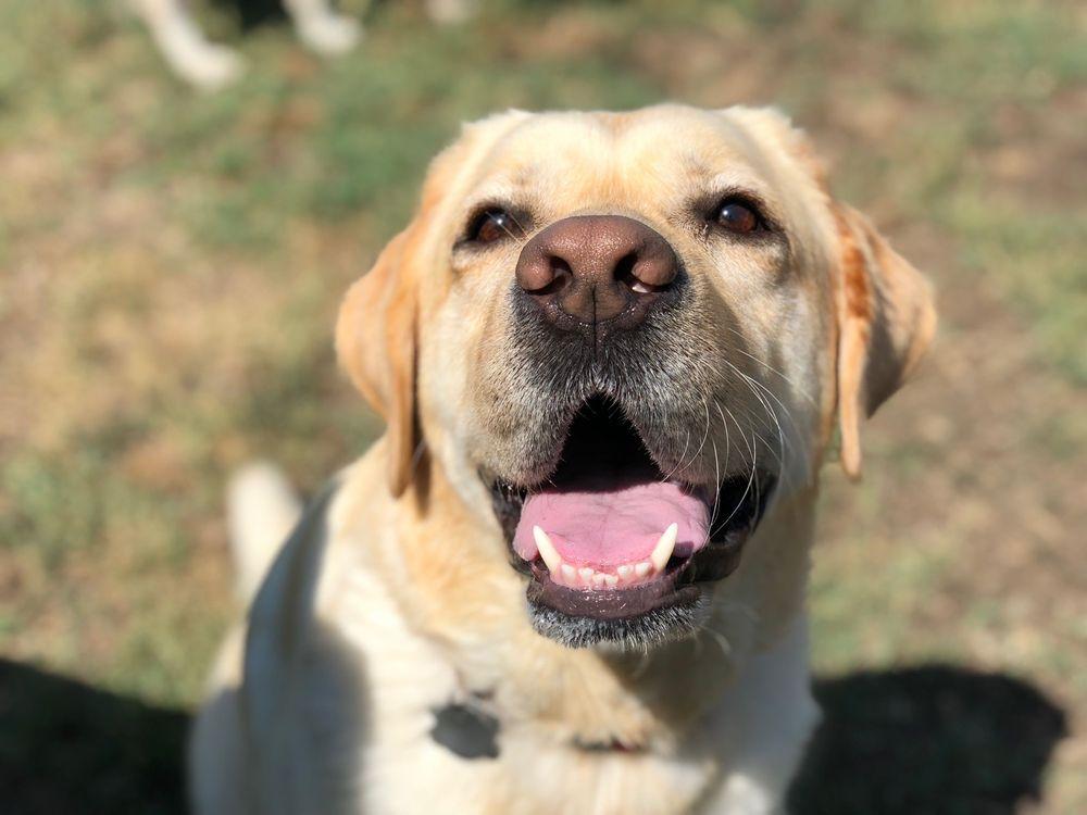 The Bark House Pet Service - Image 1