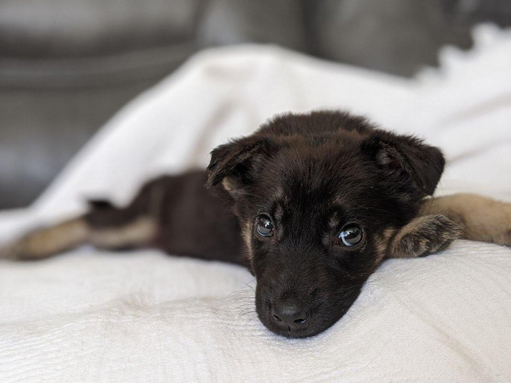 Rescue Me Pet Foundation - Image 1