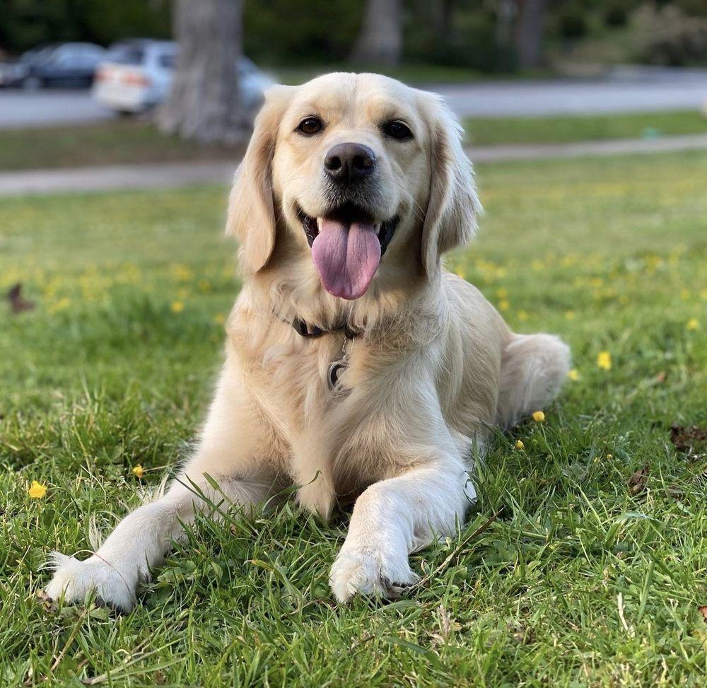 Adventures In Dog Walking - Image 1