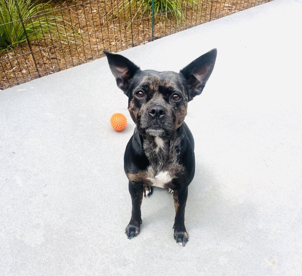 Happy Tails - Image 1