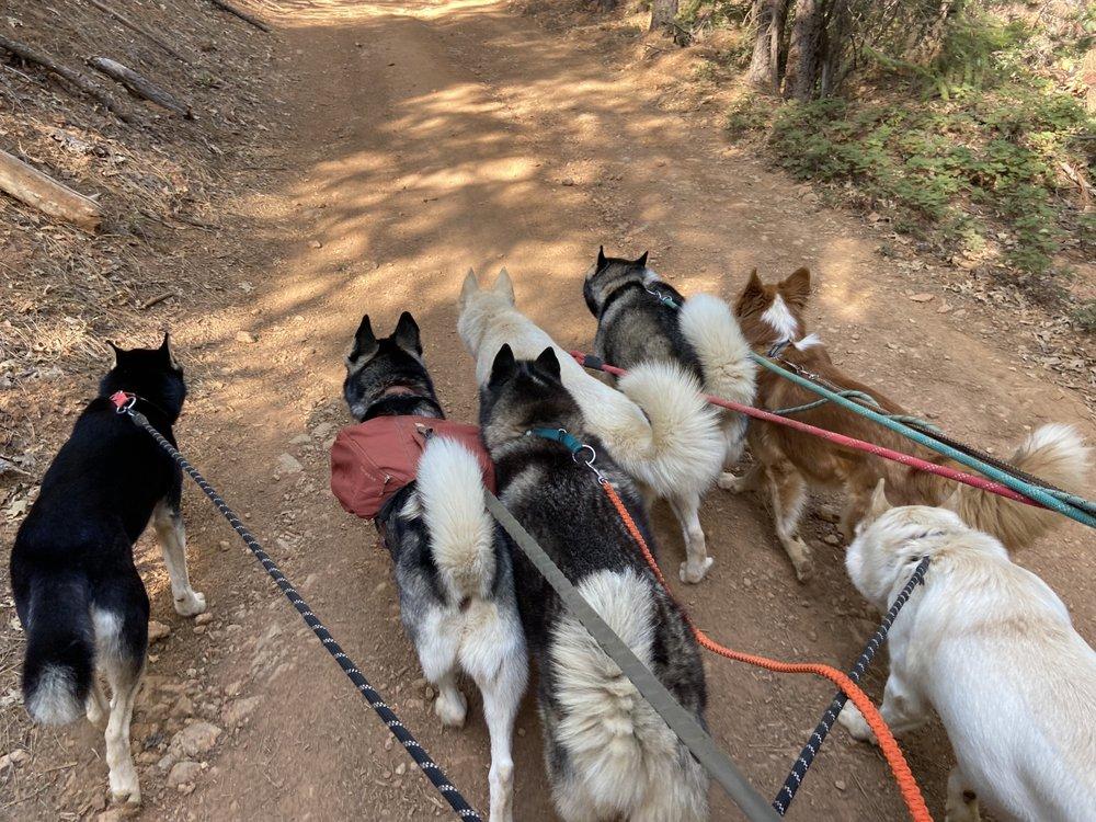 Play For A Stray - Image 1