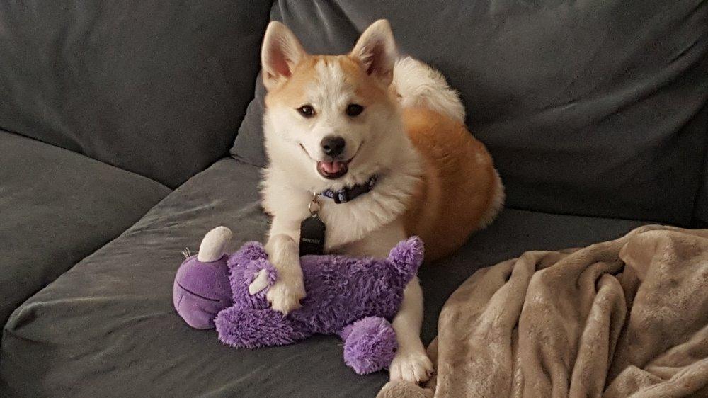 Azima's Pet Care - Image 1