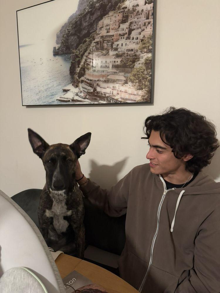 Dogs With Dave - Image 1