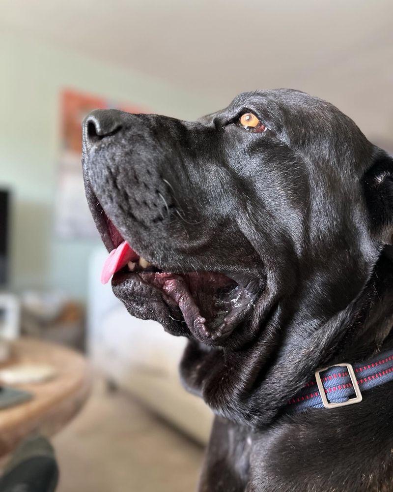 Grandma Betty's Animal Rescue - Image 1